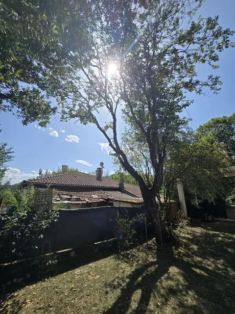 Arbre après élagage