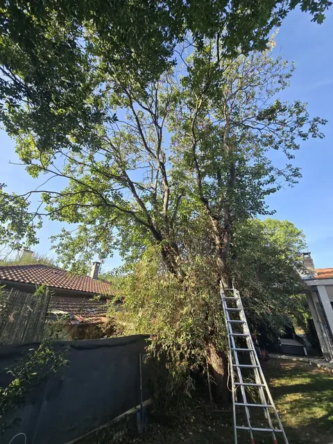 Arbre avant élagage